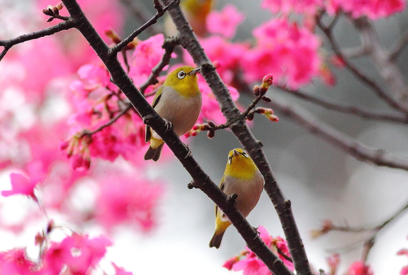 http://i.dcview.tw/gallery/201302/04c13ee39e4fe6cff839ad4899e3d9cb.jpg