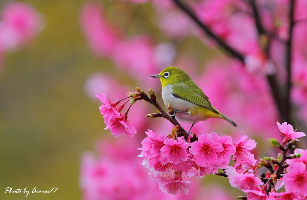 http://i.dcview.tw/gallery/201302/07f414fcc3f65fbc400d1a818a2a86e0.jpg