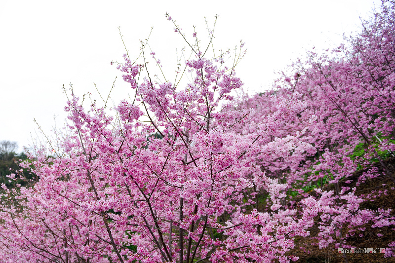 http://i.dcview.tw/gallery/201302/1acf8a54bf231fdf3a27d040ce6e114f.jpg