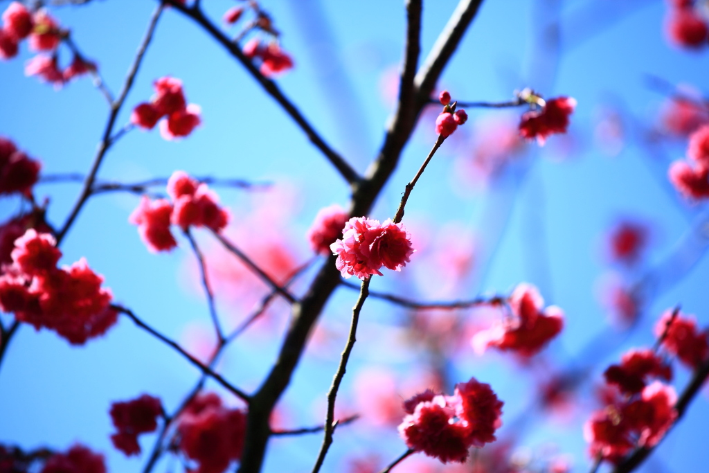 http://i.dcview.tw/gallery/201302/1af609e224379d06ede27cfcf3fcb890.jpg