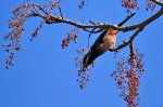 大雪山鳥語