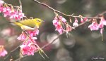 相映成趣