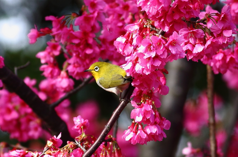 http://i.dcview.tw/gallery/201302/2917c71cb4f1ceae2a44cbd4bb00e1ce.jpg
