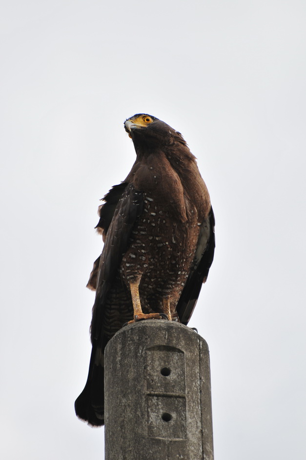 http://i.dcview.tw/gallery/201302/351d4e7a7905755b902d2dca1189ed71.jpg
