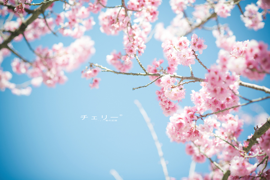http://i.dcview.tw/gallery/201302/42b7255e17edf169459a1383403dd0bd.jpg