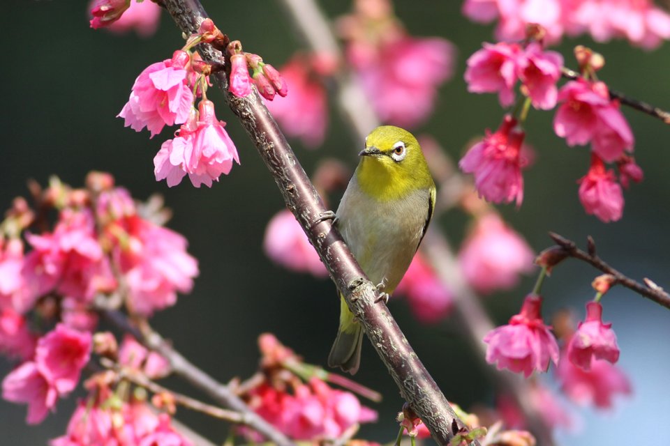 http://i.dcview.tw/gallery/201302/4dbda2d092339f0df3833973510d7666.jpg