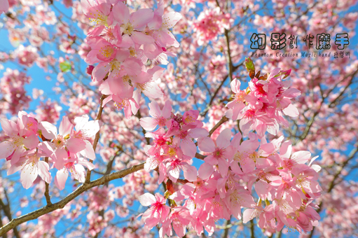 http://i.dcview.tw/gallery/201302/4e5813897a5f3d1a3fe269075b54577e.jpg