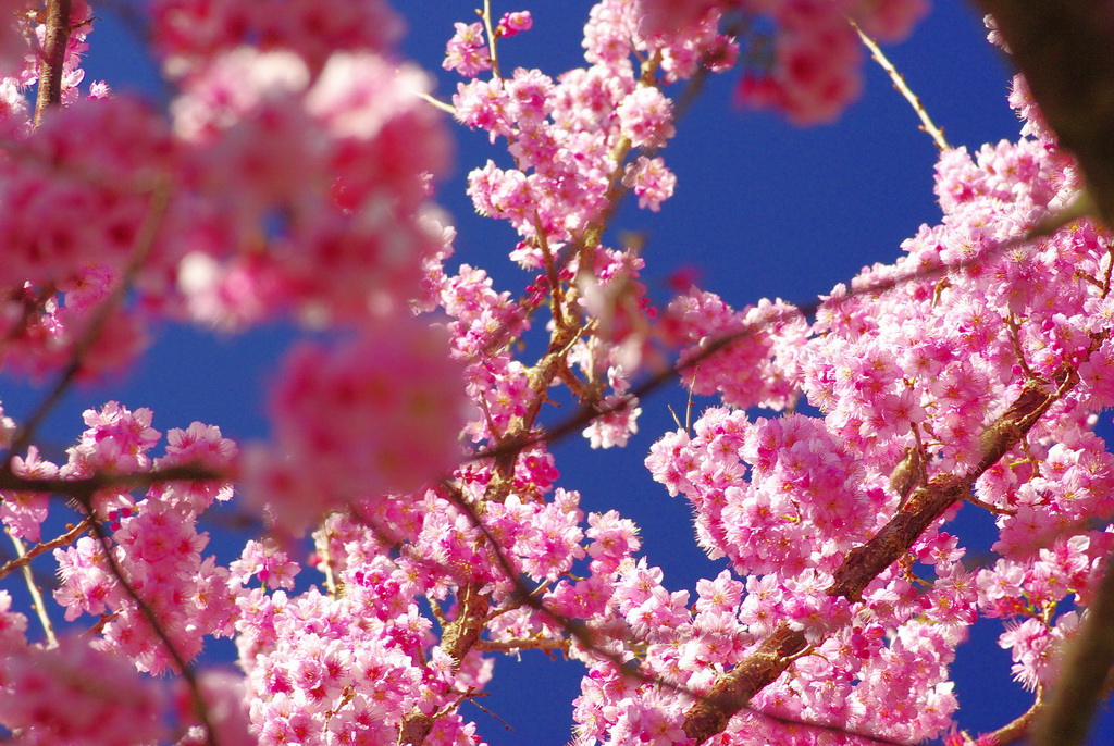http://i.dcview.tw/gallery/201302/52781fb253a6b19a8b6d3364d240a02b.jpg