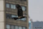 春風得意-黑鳶