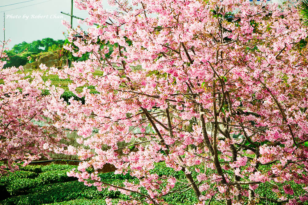 http://i.dcview.tw/gallery/201302/66048b70c8bdc8e64aa60e299738f0b2.jpg
