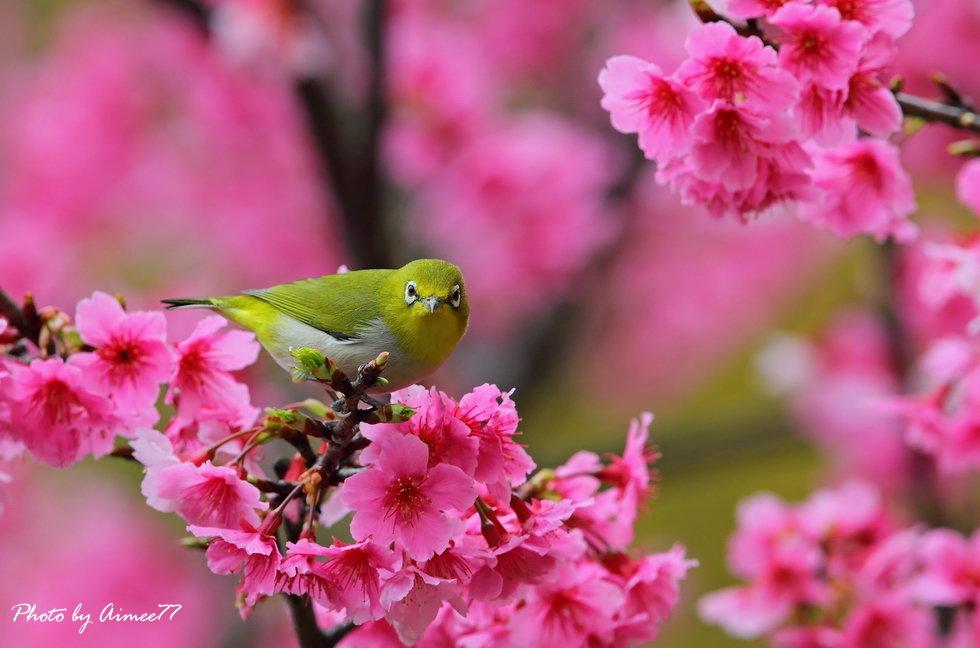 http://i.dcview.tw/gallery/201302/66eb88d008dcdb0b2f43b2f0183e4884.jpg
