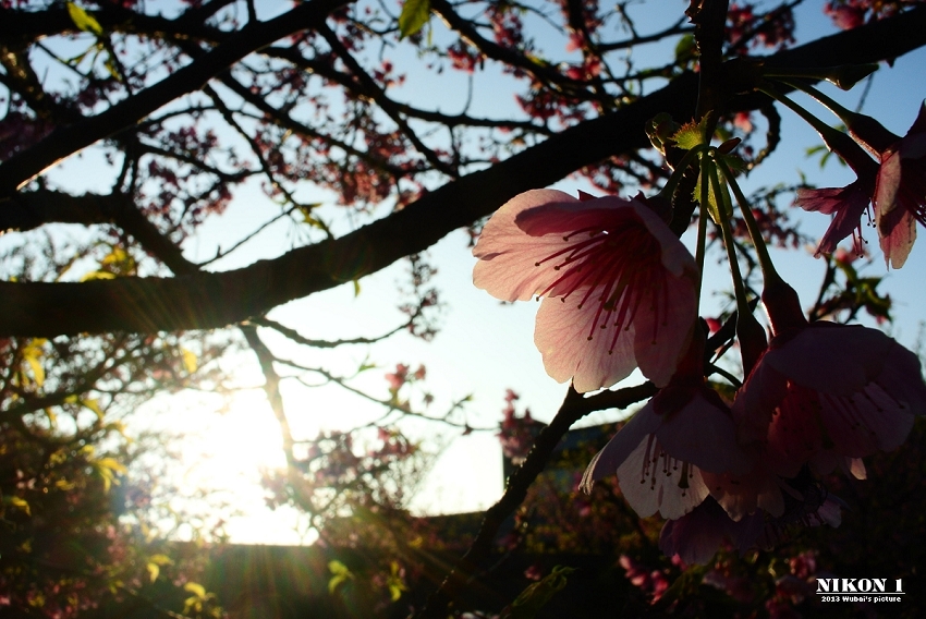http://i.dcview.tw/gallery/201302/6ec0ffded54841e313481a83c6cc062a.jpg
