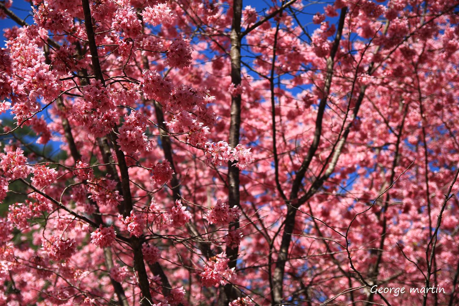 http://i.dcview.tw/gallery/201302/706cbcb4f9dd35ac6b0adc744a3c3475.jpg