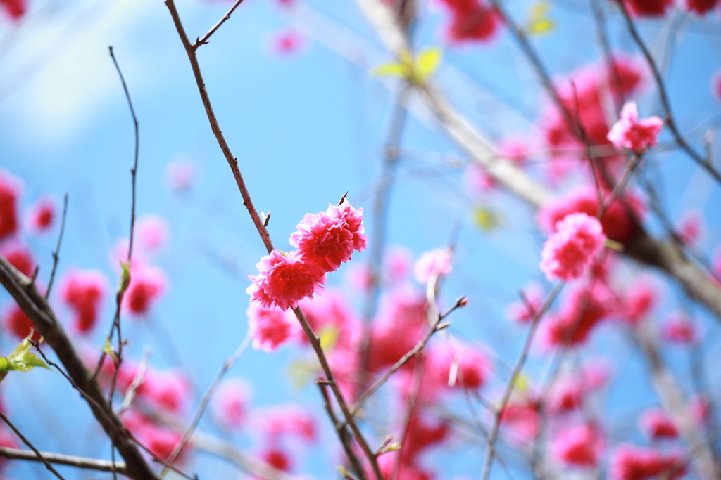 http://i.dcview.tw/gallery/201302/70724a22f3302432a02987566987bb8d.jpg