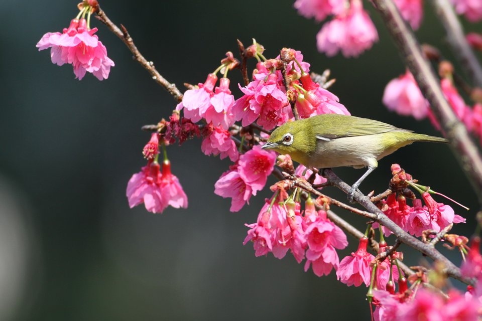 http://i.dcview.tw/gallery/201302/77074245ecee7279a6f961bbea74c50f.jpg