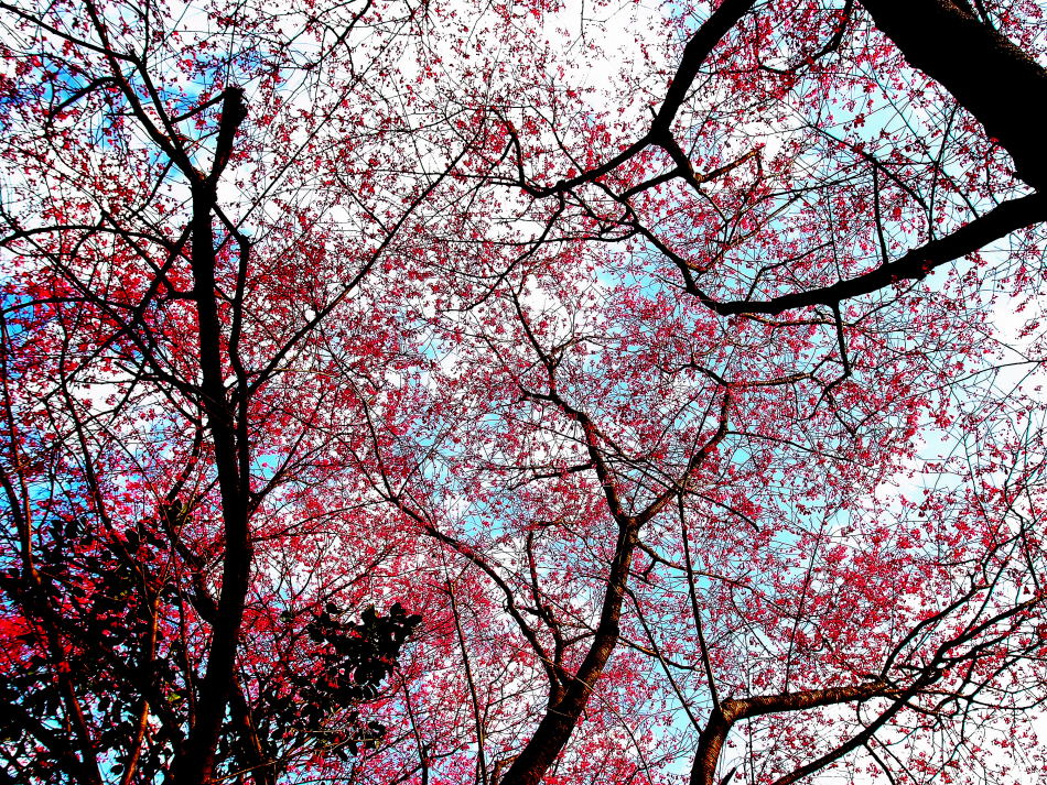 http://i.dcview.tw/gallery/201302/7a4d60155bc86fce74a8ddfbe881e1c8.jpg