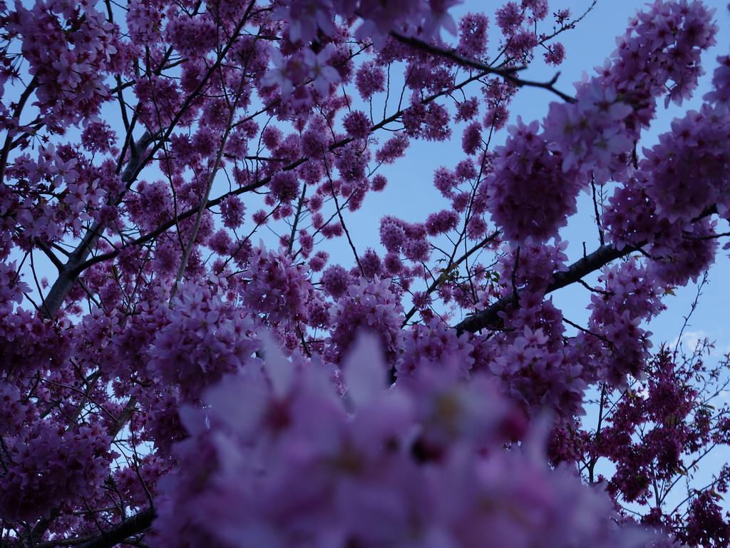 http://i.dcview.tw/gallery/201302/8279d6a1370b0af0dde5b3dbfe07c1c4.jpg
