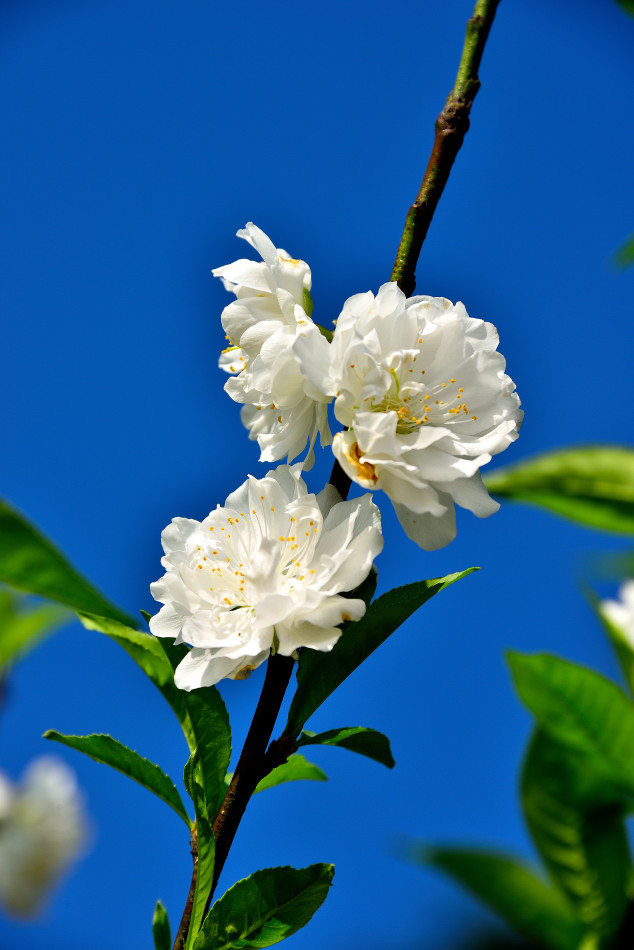 http://i.dcview.tw/gallery/201302/8a4dede3b6da80864e4fbd7b3bc60de3.jpg