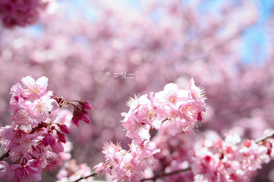 http://i.dcview.tw/gallery/201302/8c3291497cffcafe10dd1774d244a8ed.jpg