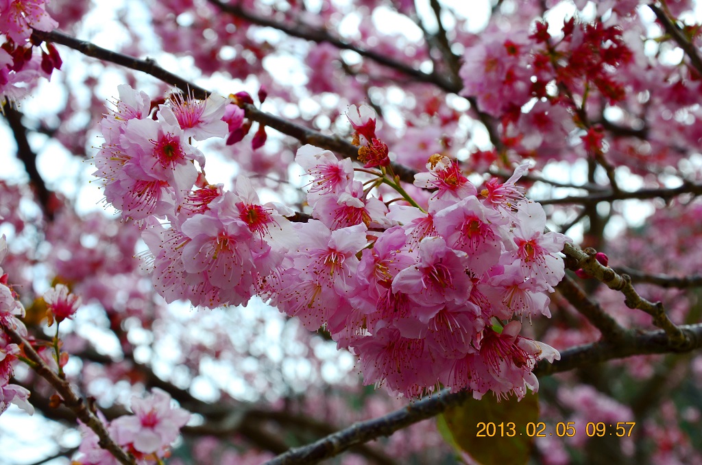 http://i.dcview.tw/gallery/201302/8ce38c727bb08a0898a6088dddb0320e.jpg