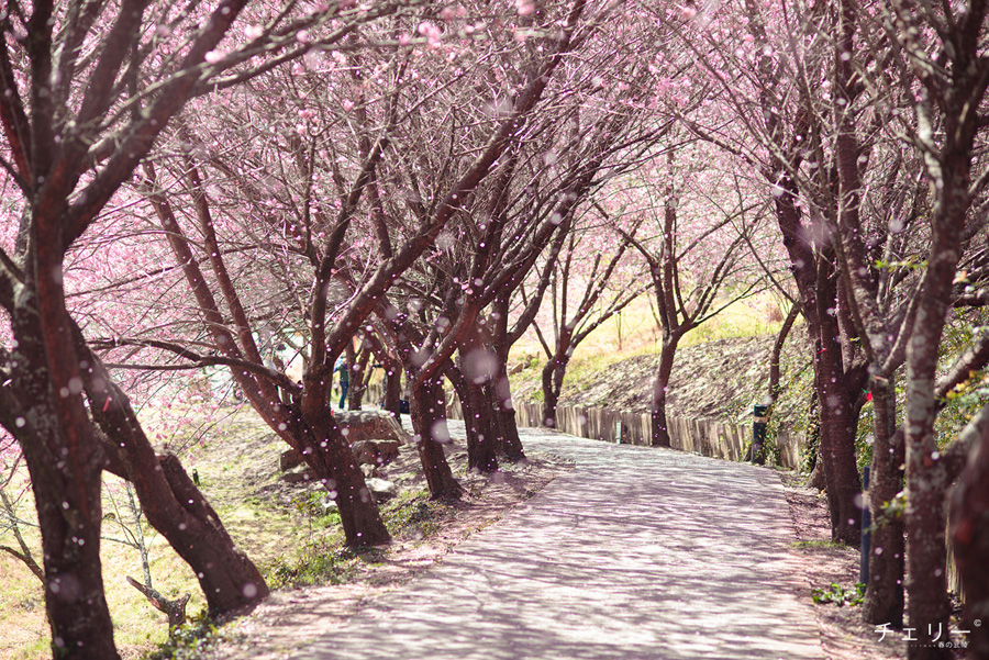 http://i.dcview.tw/gallery/201302/9536aedfbc5356e37badeaa1dc29ad90.jpg
