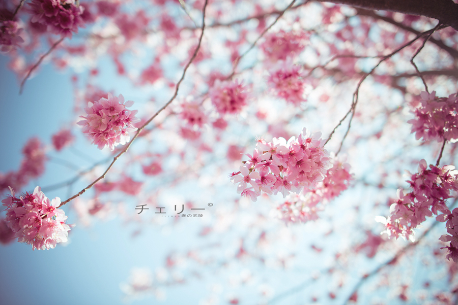 http://i.dcview.tw/gallery/201302/97afab414226a76658f13d0afaafe29c.jpg