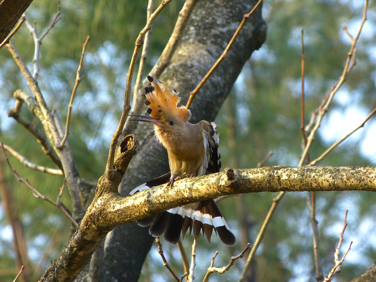 mainImg