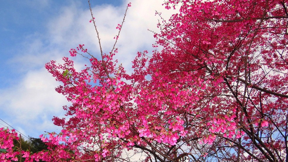 http://i.dcview.tw/gallery/201302/9e0cc9515799b9e0f16a0a892781fad4.jpg