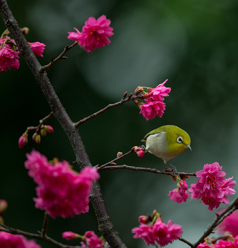 http://i.dcview.tw/gallery/201302/9e28054b53a4c3c53b2e5c8430c3e0b4.jpg