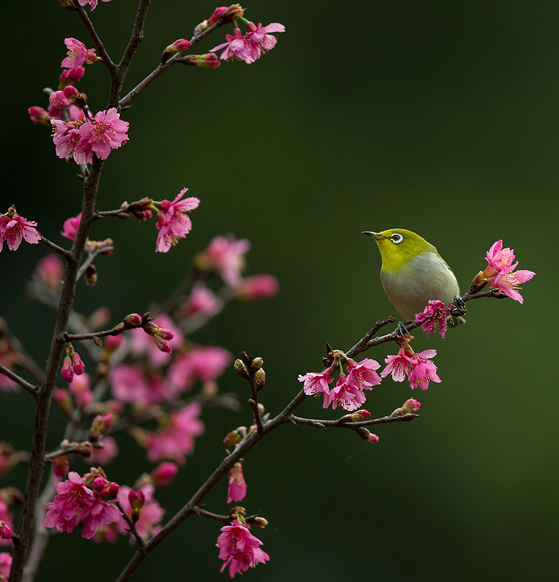 http://i.dcview.tw/gallery/201302/a301a61f22bc999bc77e9f997bcaa618.jpg