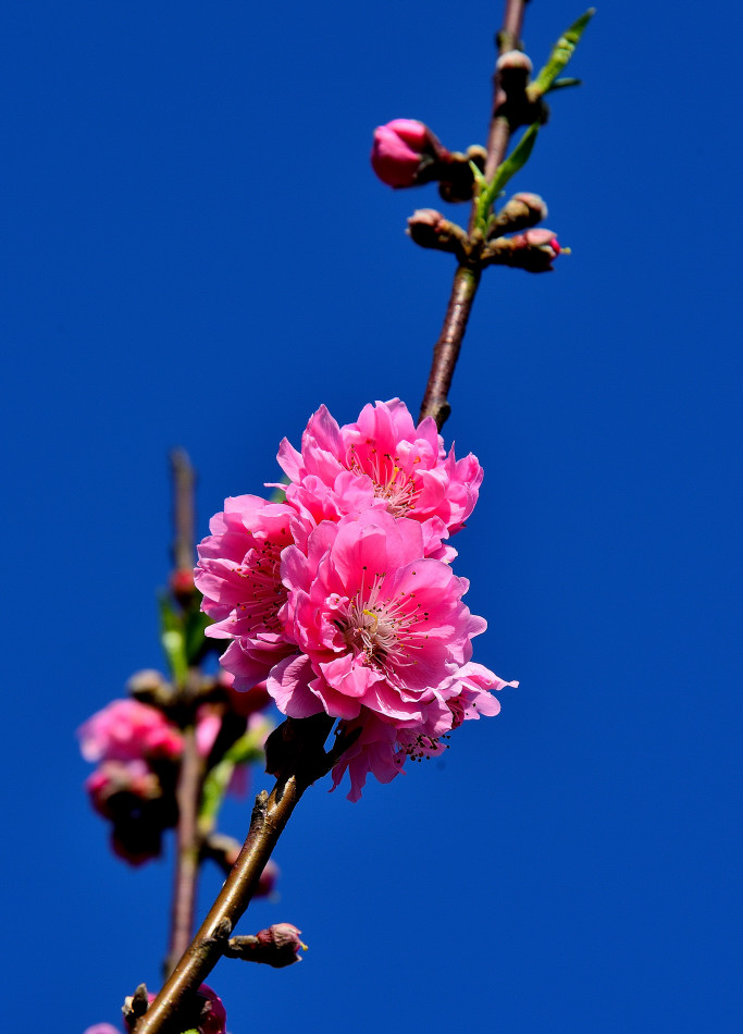 http://i.dcview.tw/gallery/201302/a309efcb1d3165f0381f2c9c74837214.jpg