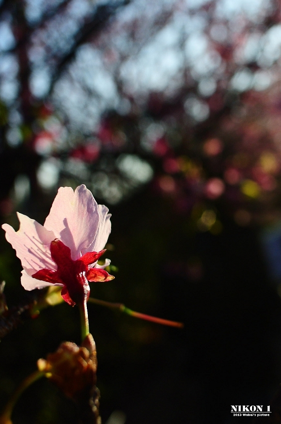 http://i.dcview.tw/gallery/201302/ac8eae418b3c76f50fcfebe68e001eba.jpg