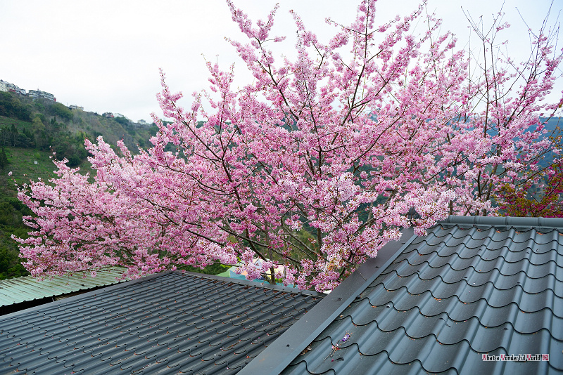 http://i.dcview.tw/gallery/201302/b788b51c830cc86a332b97112cbcff59.jpg
