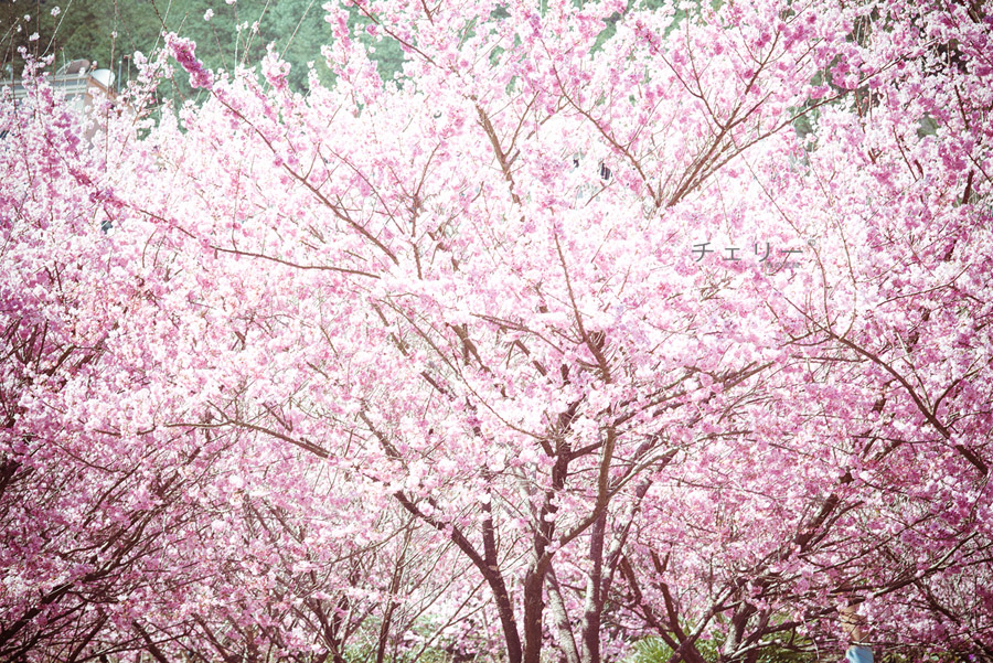 http://i.dcview.tw/gallery/201302/beca69a75c0ede5baf5b94fe98ff7393.jpg