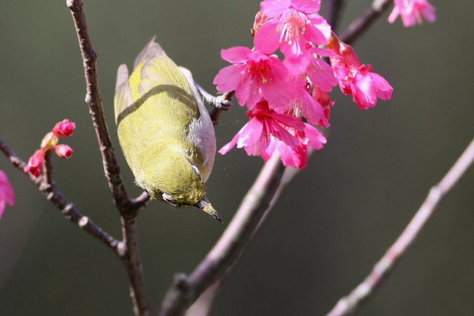 http://i.dcview.tw/gallery/201302/c44813988de8f645ba6f909f52da3fc6.jpg