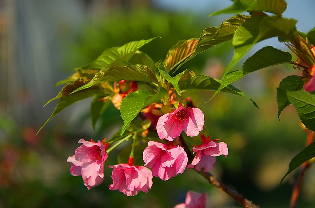 http://i.dcview.tw/gallery/201302/cc1d26a072caa005fd3d4426643babd9.jpg