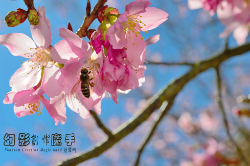 http://i.dcview.tw/gallery/201302/ce5cabfe3dd466cee8ec1ed2c423bc55.jpg