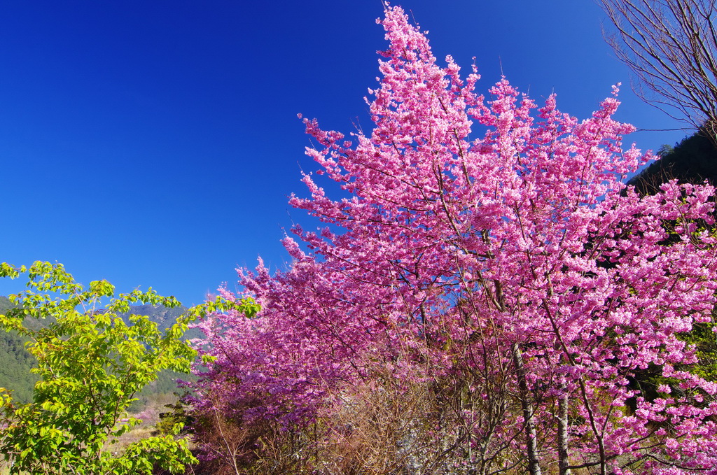 http://i.dcview.tw/gallery/201302/d083442d774730d699d2bc801d3d83ff.jpg