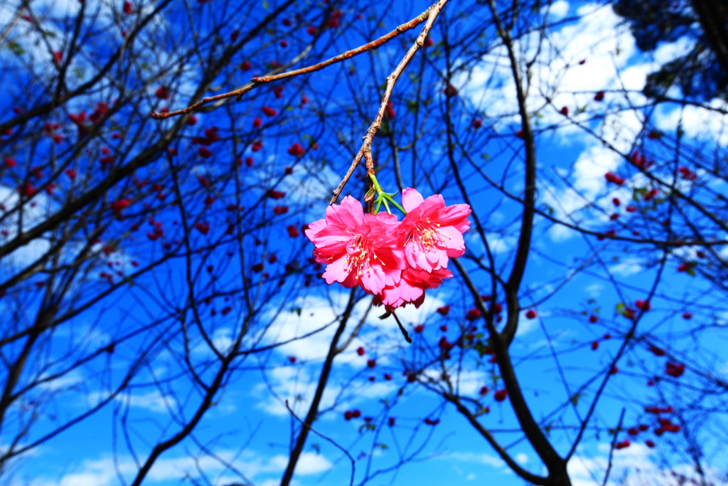 http://i.dcview.tw/gallery/201302/d131946529e124e12c23ec1e8ae2618e.jpg