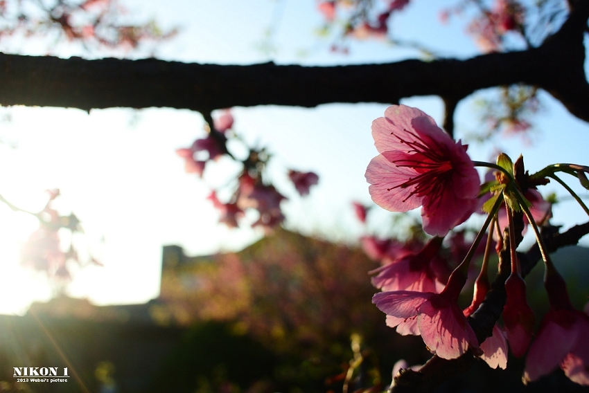 http://i.dcview.tw/gallery/201302/d2d6aeb2eeb91b082fcfac85111f88c1.jpg