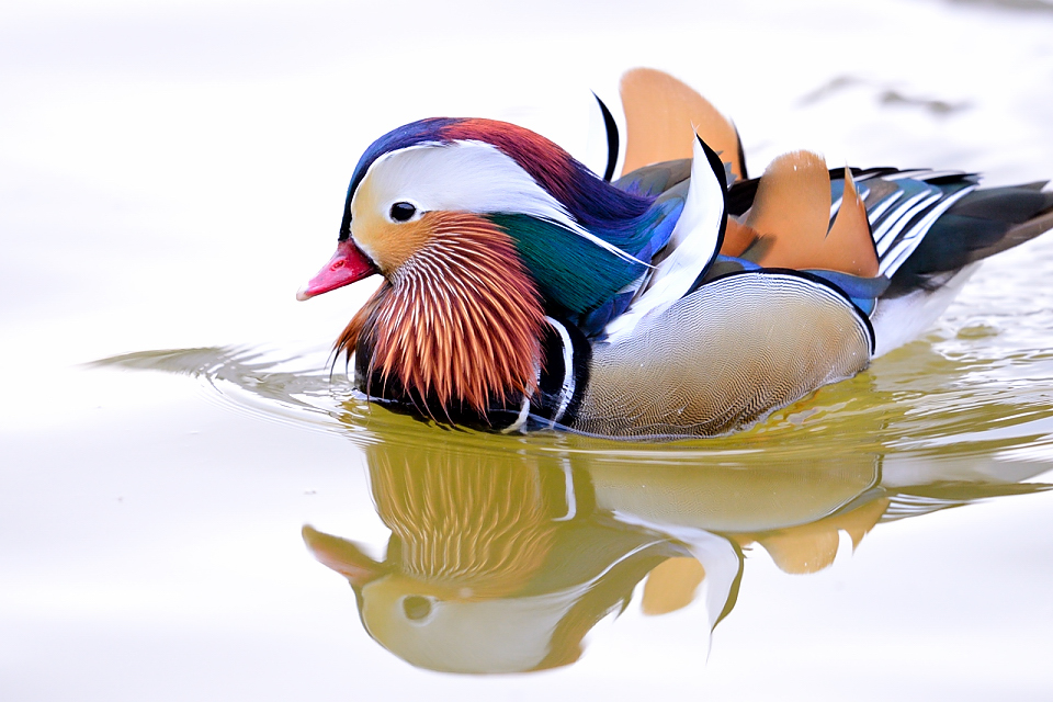 http://i.dcview.tw/gallery/201302/d36d776c38359aada1c541b9c15afe43.jpg