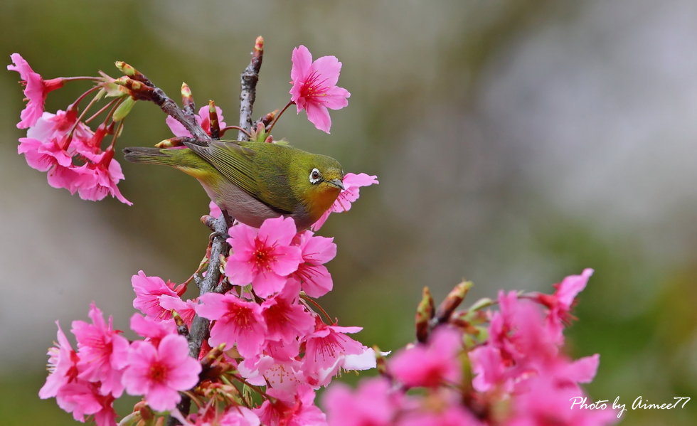 http://i.dcview.tw/gallery/201302/d4611ac9c745c9b24171d3a2cf5d313b.jpg