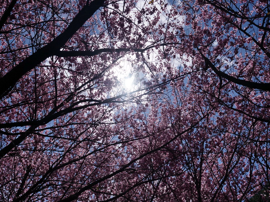 http://i.dcview.tw/gallery/201302/d524a9ae04c85538b8bdbc4938a7147a.jpg