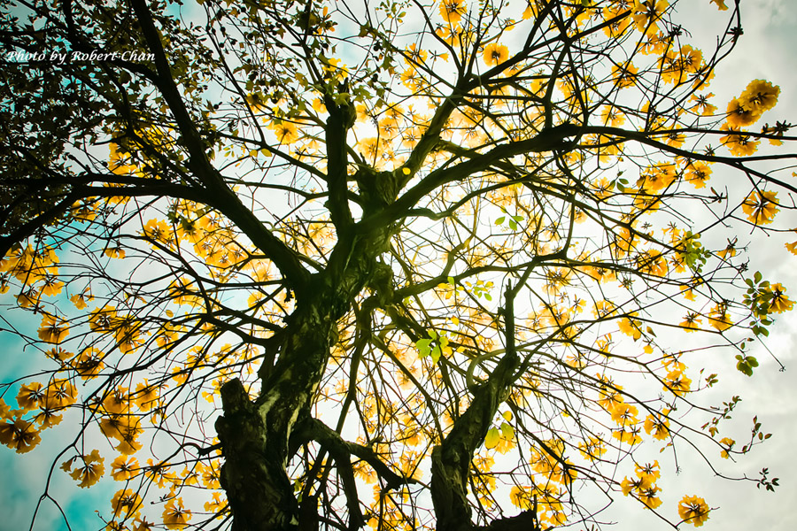 http://i.dcview.tw/gallery/201302/d8a1e151298b98964801dbc55dc8162d.jpg