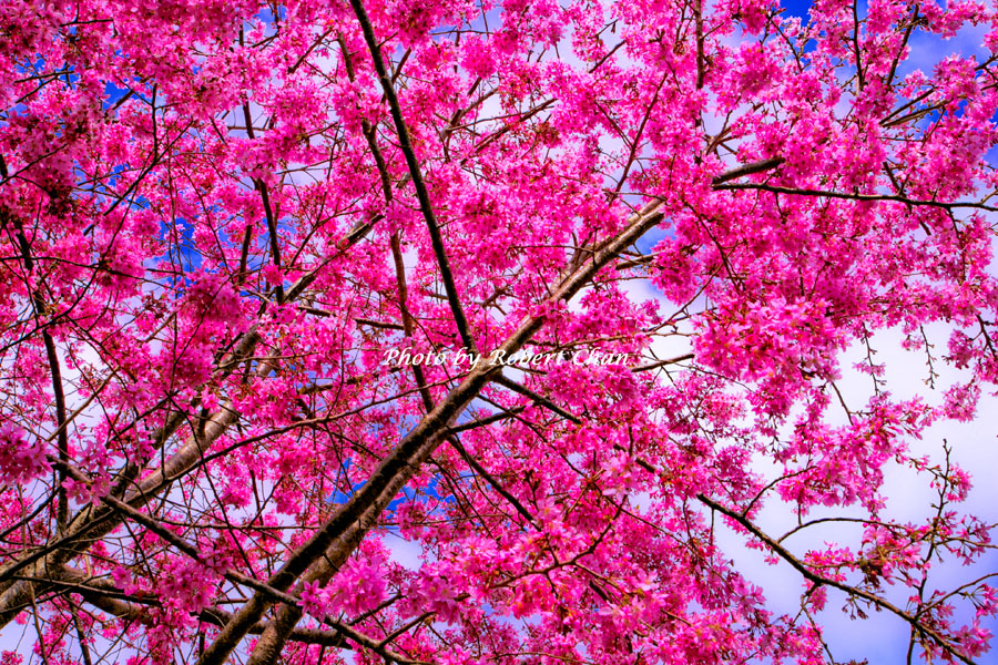 http://i.dcview.tw/gallery/201302/e6b28380daa0dedd609e07586f0d8b0e.jpg