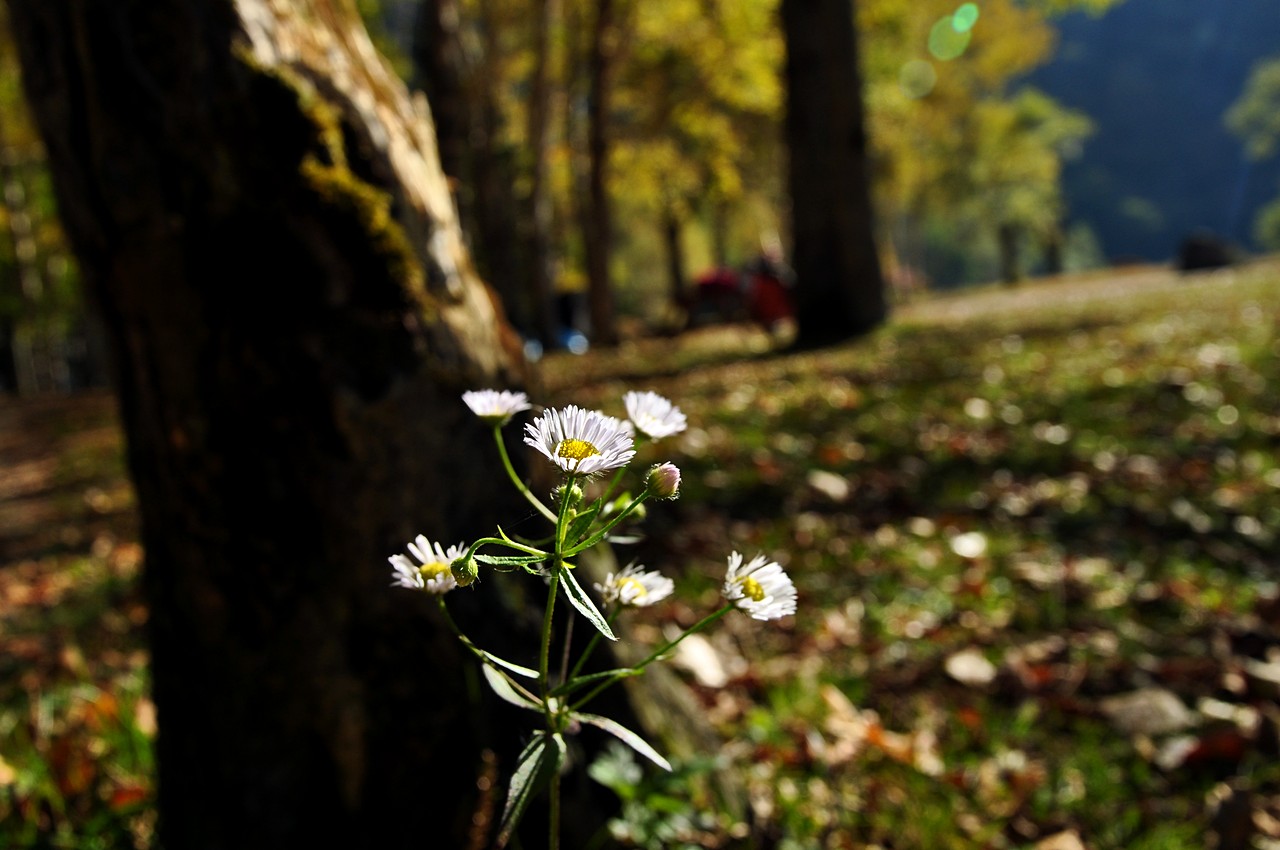 http://i.dcview.tw/gallery/201302/ef2bdac5b8c0a8c6b5d6e0b998a0a589.jpg