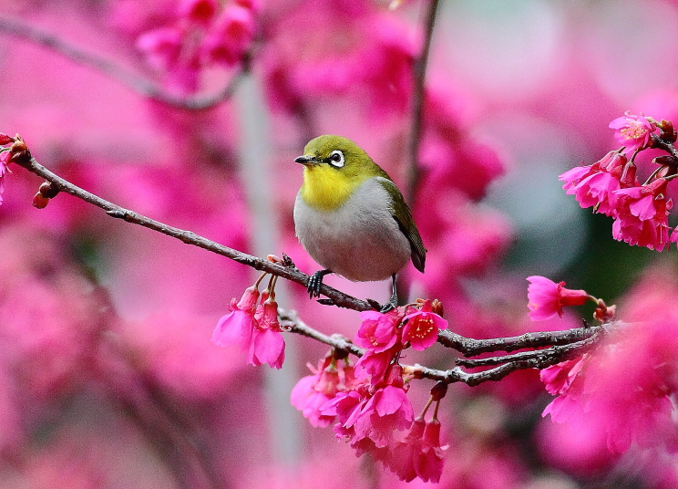 http://i.dcview.tw/gallery/201302/efabf51fe39d8c956c94e51f5a4f8964.jpg