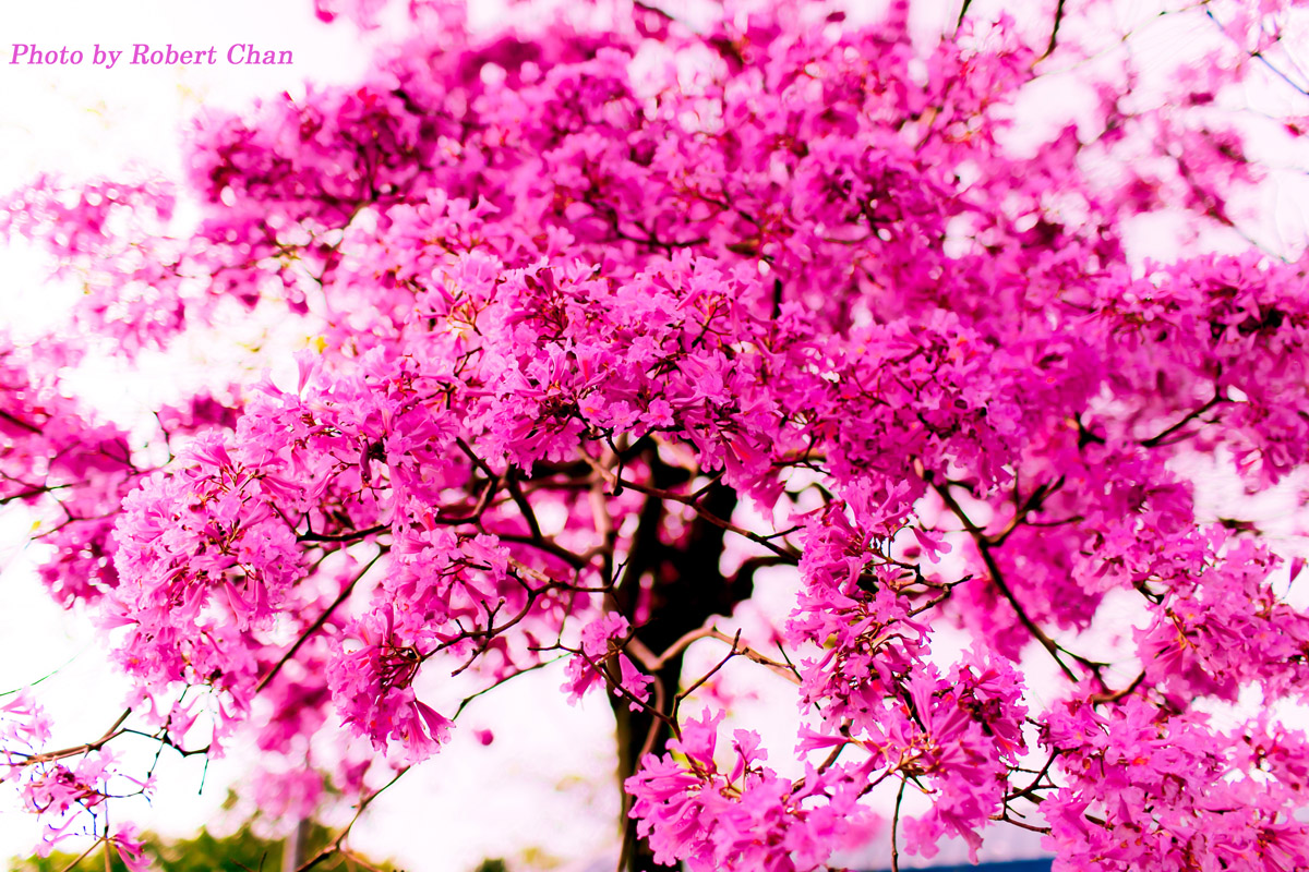 http://i.dcview.tw/gallery/201302/f1fc9bc9f8c8cfd2b92cfbf1809ed9ab.jpg