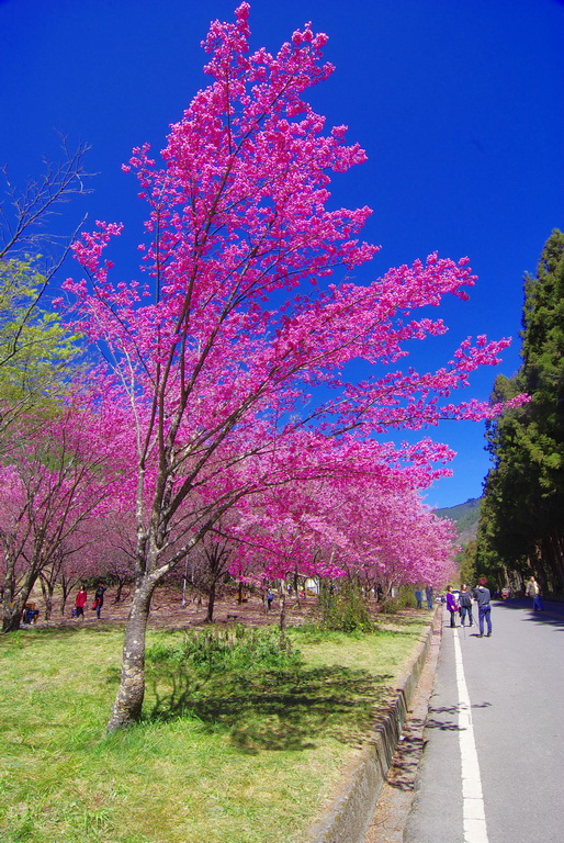 http://i.dcview.tw/gallery/201302/f2344966ab1fc865439e85d3243e7302.jpg
