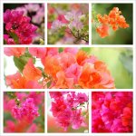 盛開在春天中的花朵